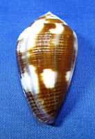 Conus coffea
