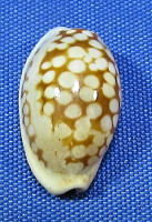 Cribrarula esontropia francescoi