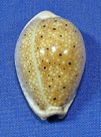 Erosaria ocellta