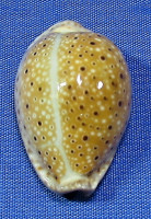 Erosaria ocellata