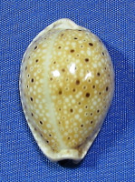 Erosaria ocellata