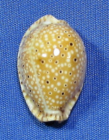 Erosaria ocellata