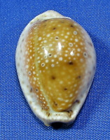 Erosaria ocellata