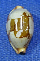 Bistolida stolida stolida