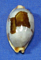 Bistolida stolida rubiginosa forma rufodentata