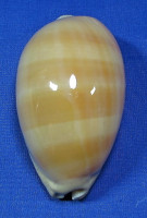 Lyncina leviathan titan