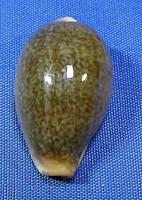 Erronea ovum chrysostoma