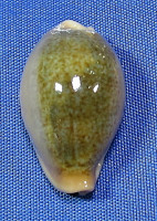 Erronea ovum chrysostoma