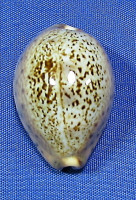 Pseudozonaria robertsi