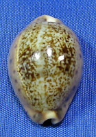 Pseodozonaria robertsi