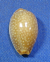 Staphylaea semiplota