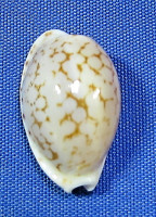 Cribrarula pellisserpentis