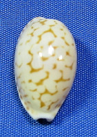 Cribrarula pellisserpentis