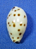Ransoniela punctata berinii
