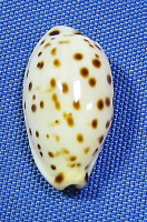Ransoniela punctata berinii