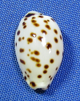 Ransoniela punctata berinii