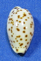 Ransoniela punctata berinii