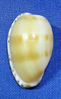 Notocypraea piperita bicolor