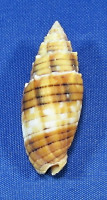 Nebularia puncticulata