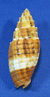 Nebularia puncticulata