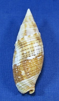 Strigatella imperialis