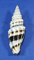 Vexillum albofulvum