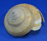 Bayerotrochus teramachii