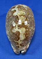 Leporicypraea mappa rosea