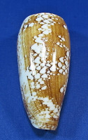 Conus pennaceus