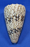 Conus araneosus nicobaricus