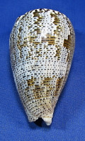 Conus achatinus
