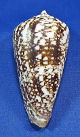 Conus amadis