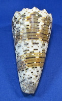 Conus imperialis