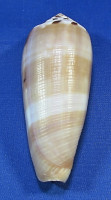 Conus circumsicus