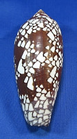 Conus aulicus