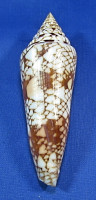 Conus milneedwardsi