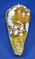 Conus amadis castaneofasciatus