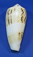Conus consors f.turchi