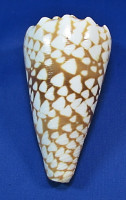Conus bandanus "gold"
