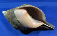 Turbinella pyrum pyrum