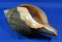 Turbinella pyrum pyrum