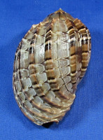 Harpa articularis
