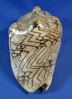 Cymbiola nobilis f.tamariskae