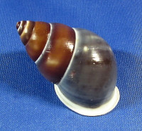 Amphidromus webbi simalurensis