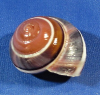 Asperitas sparsa baliensis