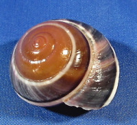 Asperitas sparsa baliensis