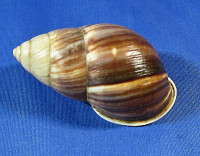 Amphidromus javanisus