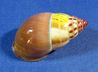 Amphidromus latestrigatus sumbaensis