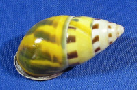 Amphidromus latestrigatus sumbaensis