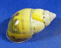 Amphidromus latestrigatus sumbaensis